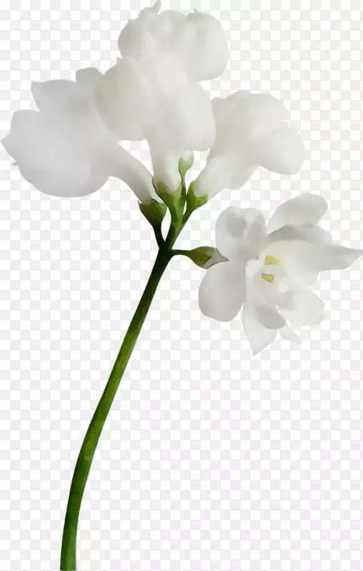 �ɶ����л���ֲ�ﾥ֦-������