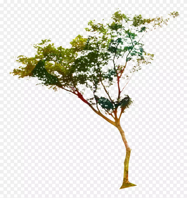 ֲ�ﾥ����ֲ��-������