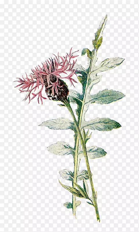 ����ֲ�������ֲ���ͼ��Ϥ��Ұ��.Ұ��-������