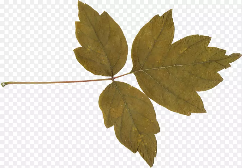 Ҷ֦-25-������