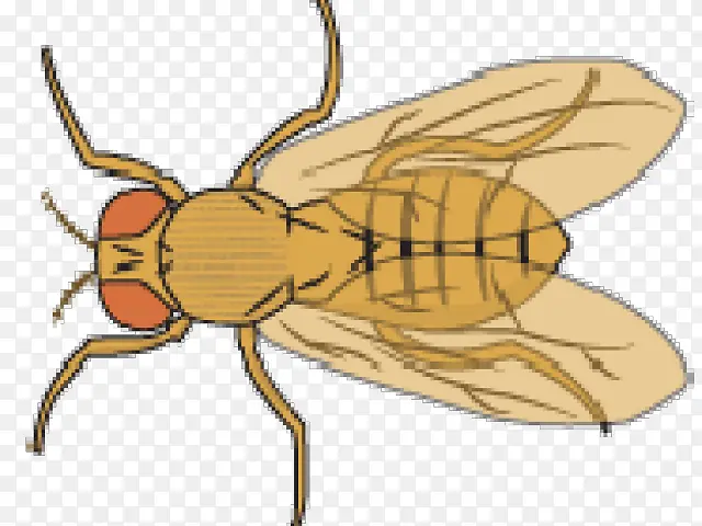 �����Ĺ�Ӭ ��Ӭ ��Ӭ-������