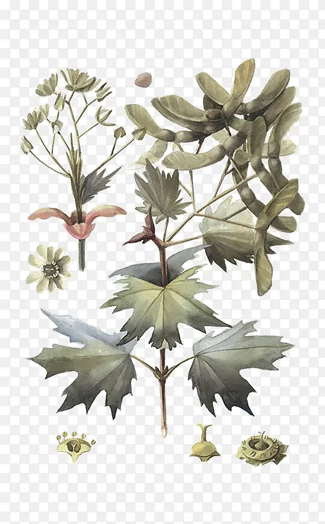 ��֦ ֲ�ﾥ Ҷ-������