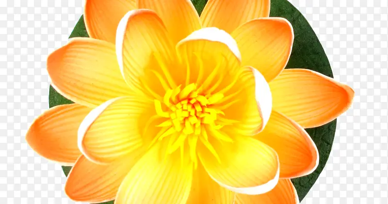 ��ɫ ��ɫ�ٺ� ����-������