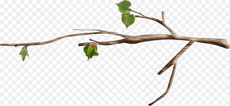 ��֦ Ҷ�� ��ɫ-������