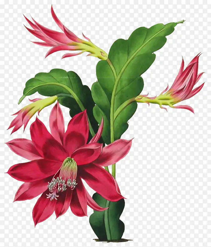 ������ 꼻� ����ֲ��-������