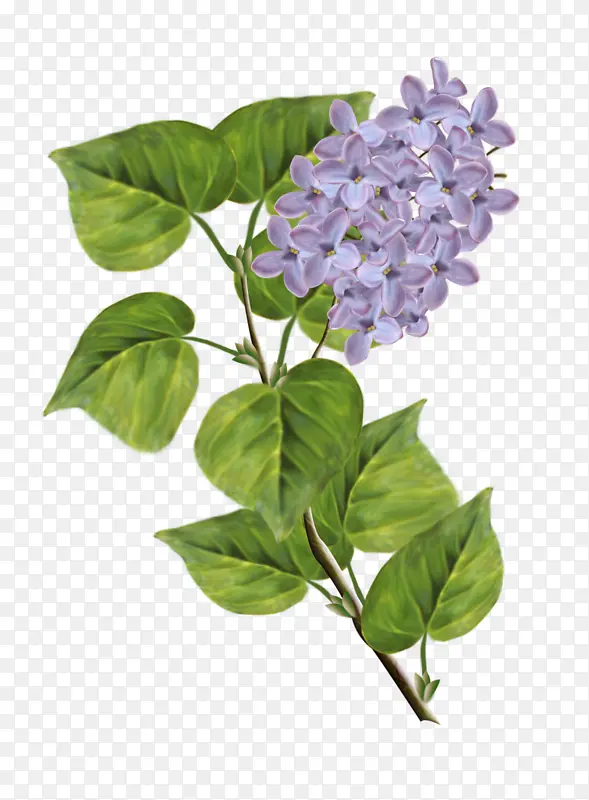 ���� �滭 ˮ�ʻ�-������