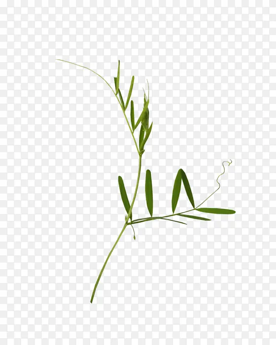 ��֦ ֲ�ﾥ ��-������