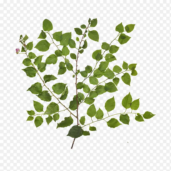 ��֦ ֲ�ﾥ Ҷ-������