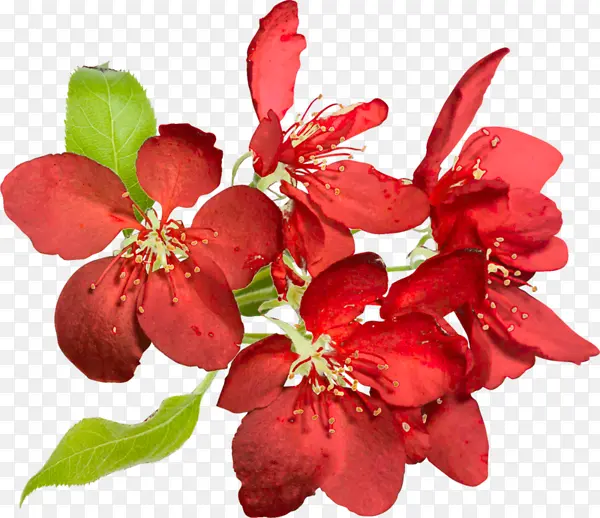 ���� ���� ӣ��-������