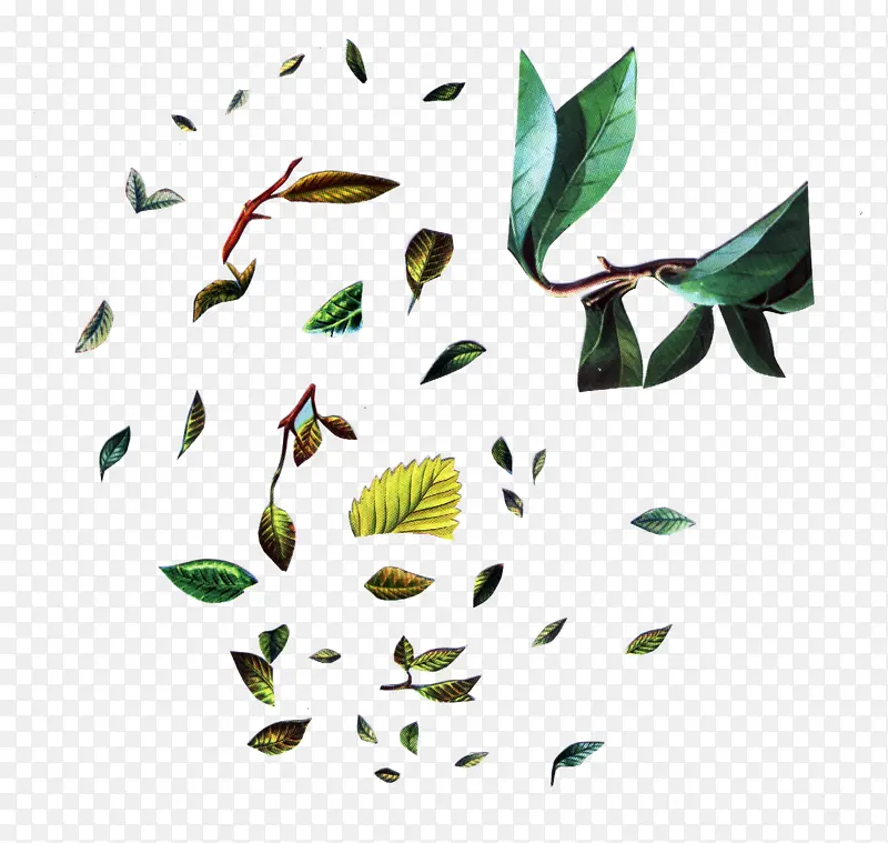 Ҷ�� ˮ�ʻ� ����-������