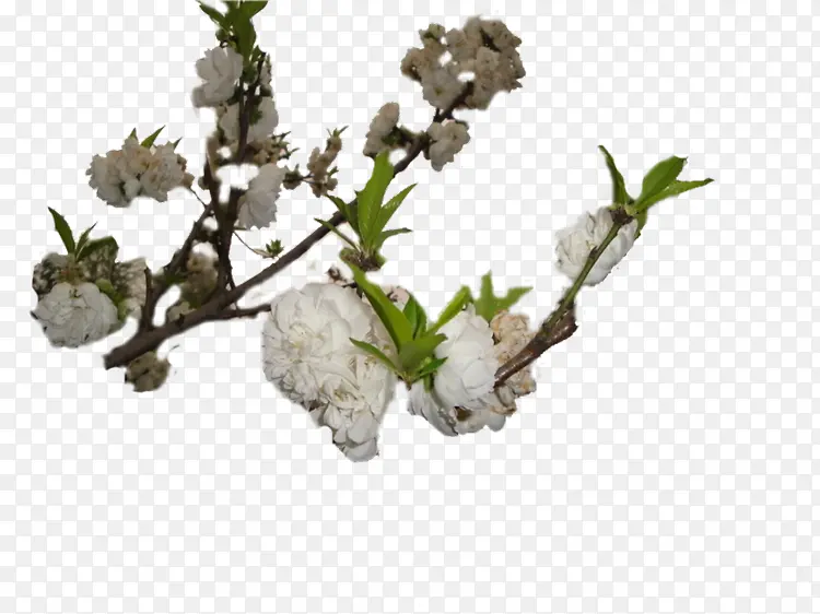 ��֦ ֲ�ﾥ ����-������