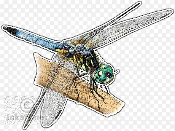 ��ɫװ���� Ʋë�� ����-������