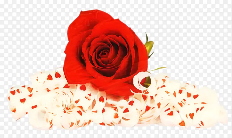 ���պؿ�-������