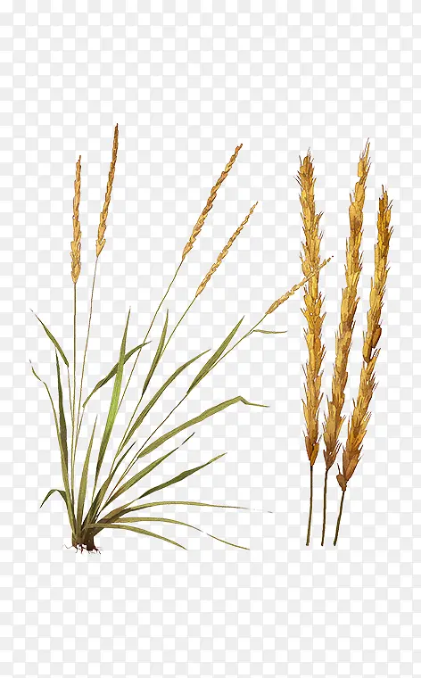 ��ë«έ�� ��â�� ��ͨ«έ-������