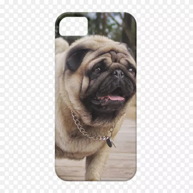 ����iphone 5s������ţȮiphone 5c-pug-������