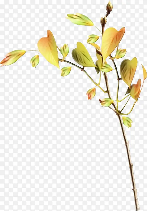 ��֦ Ҷ�� ��֦-������