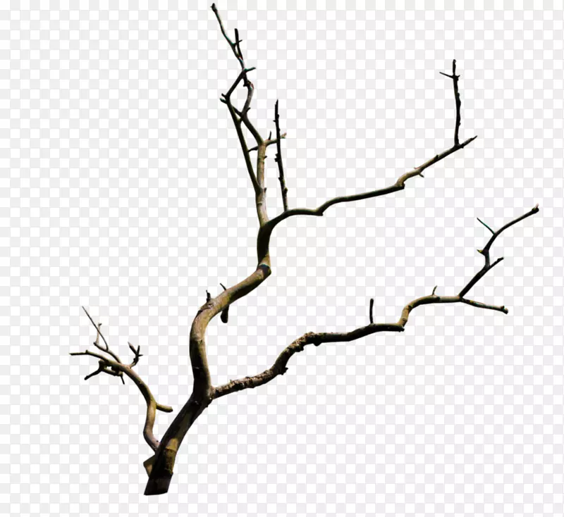 ��֦��֦����-������