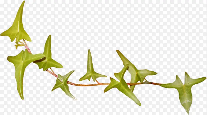 Ҷ�� �滭 ˮ�ʻ�-������