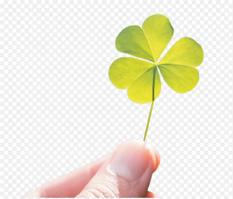 ��Ҷ�� ��ͷ�� ����-������