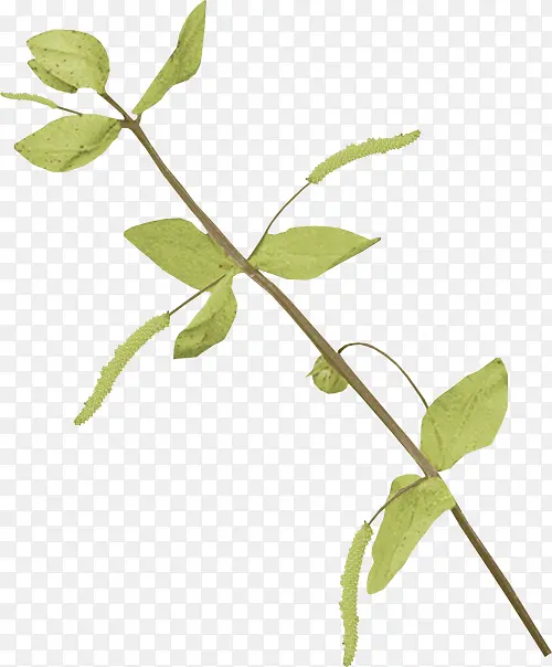 ��֦ ֲ�ﾥ Ҷ-������