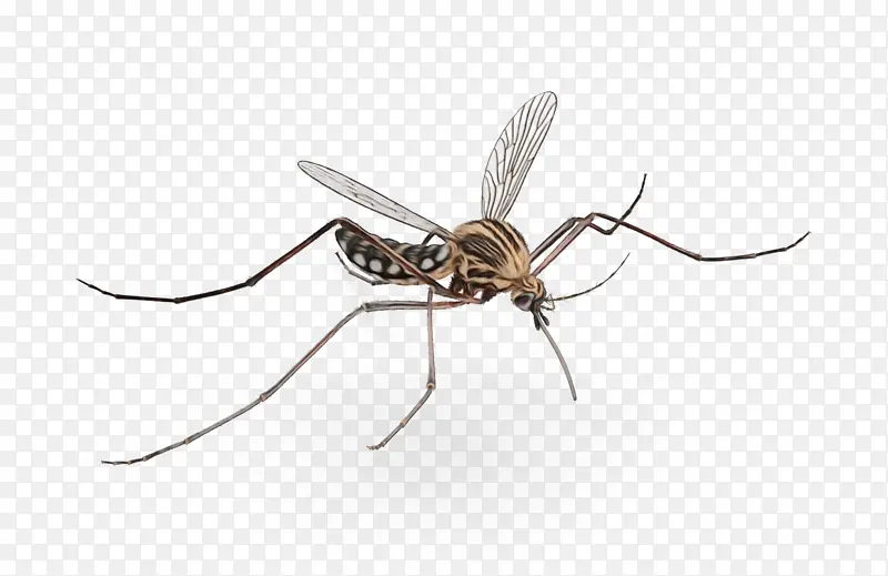 ���� Ĥ ����-������