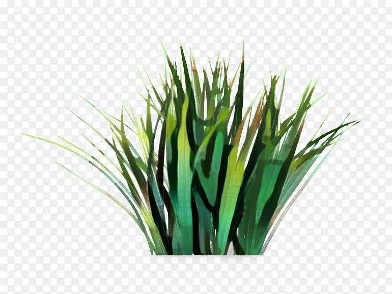 ��� ֲ������ʳ �ذ�-������