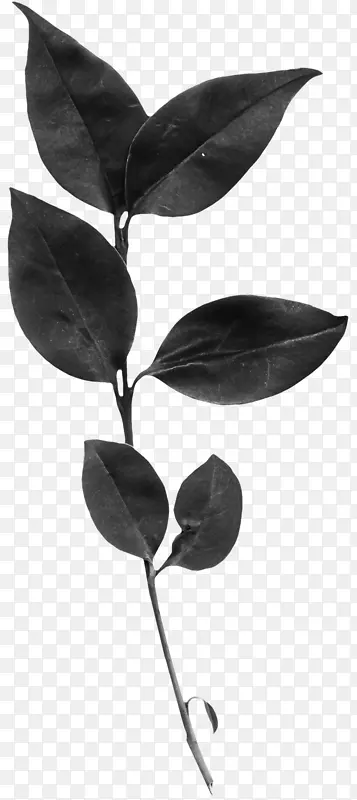 Ҷ�� ��֦ ֽ-������