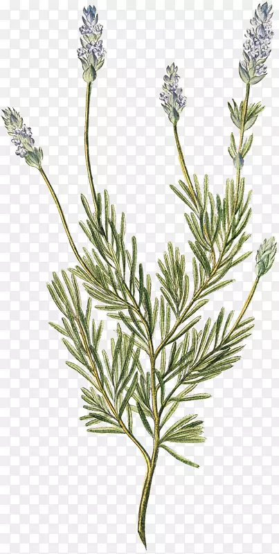 Ӣ��޹�²ݷ���޹�²�ë��ֽ���޹�²�-������