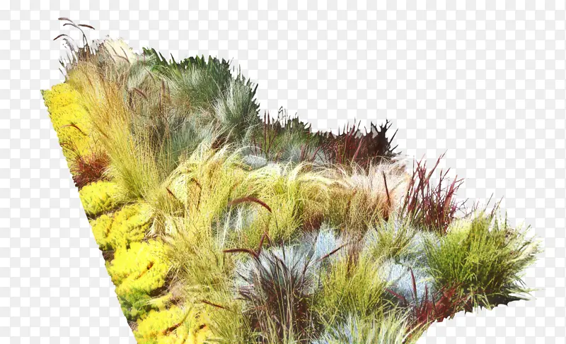 �� �� ��ɫ-������