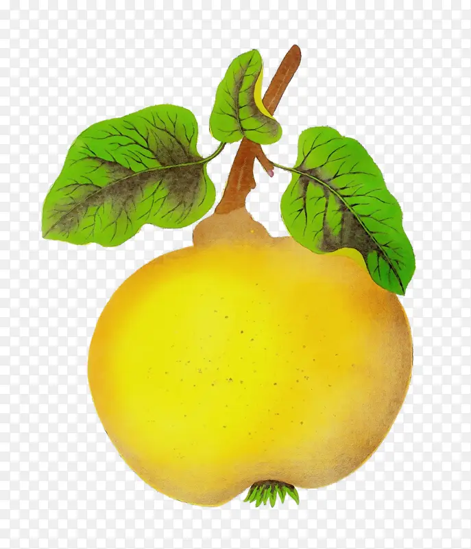 ʳƷ �Ϲ� ��ȻʳƷ-������