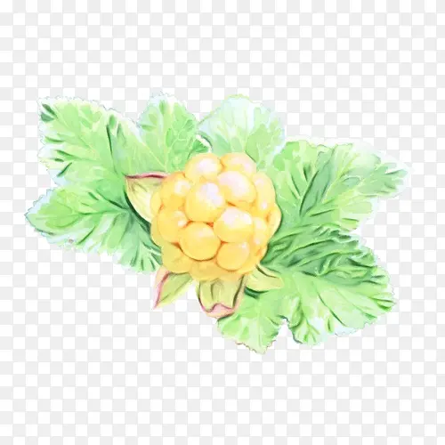 �߲� ˮ�� Ҷ��-������