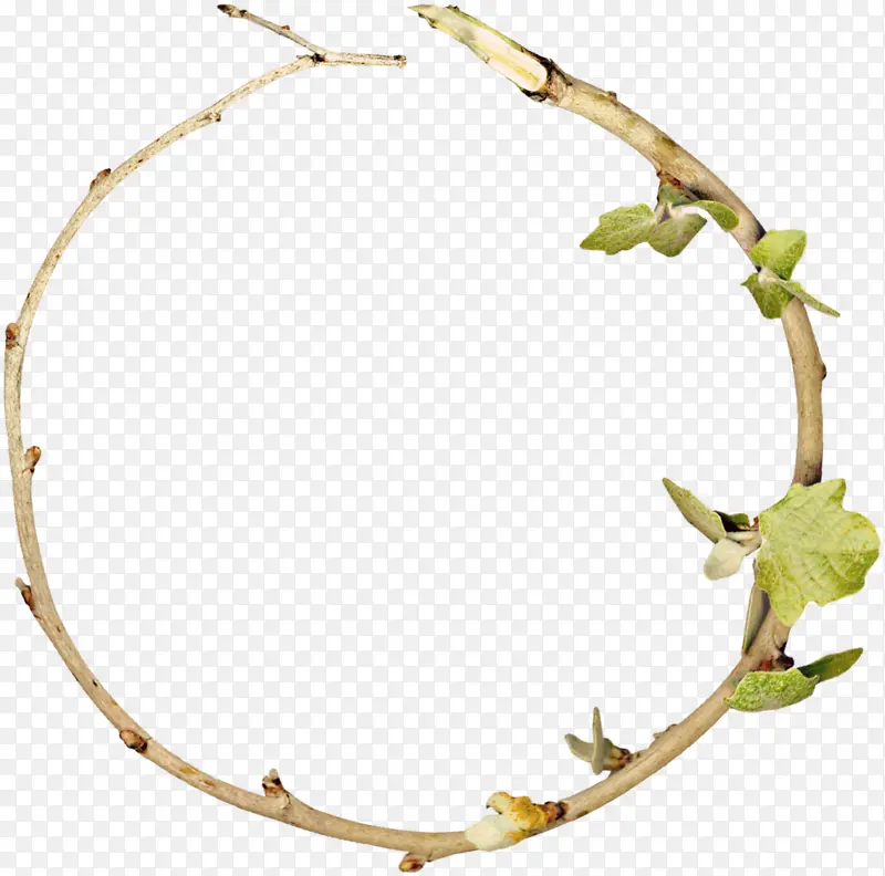 Ҷ�� ��֦ ֲ��-������