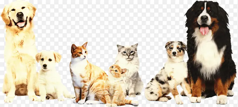 ������ɽ�� �Ĵ���������Ȯ �Ĵ�����ţ��-������