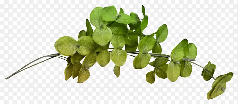 �滭 ˮ�ʻ� ��֦-������