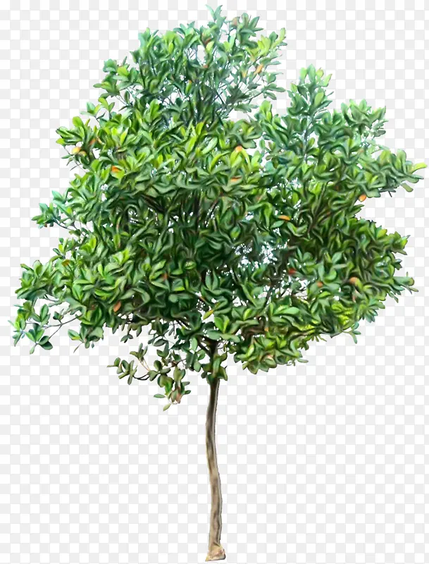 �� ����� ����-������