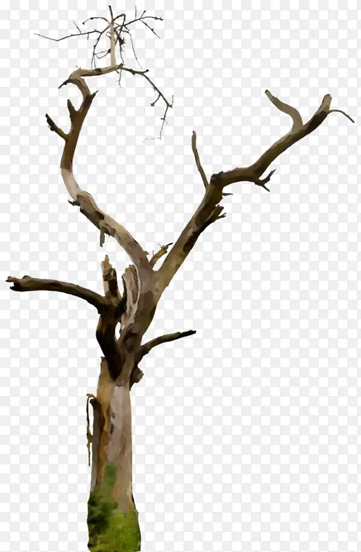 �� ��֦ ��Ӱ-������