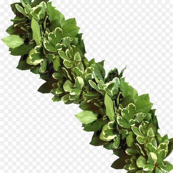 Ҷ ҩ�� ��-������