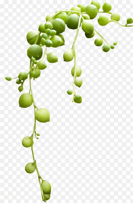 ɵ�ϻ�԰ ������ ����-������