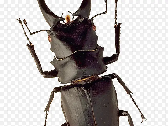 �׳� ��Ӱ ����-������