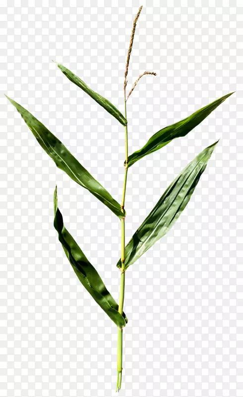 ����ֲ��Ҷ������-����-������