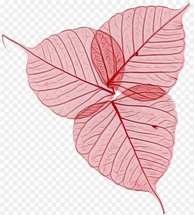 Ҷ�� ���� ��Ҷ-������