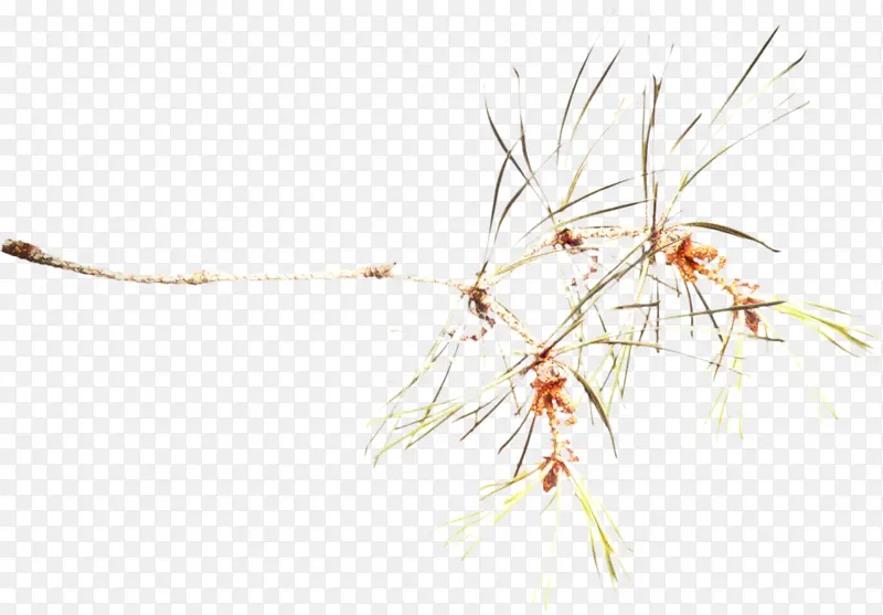 ��֦ ֲ�ﾥ ��-������