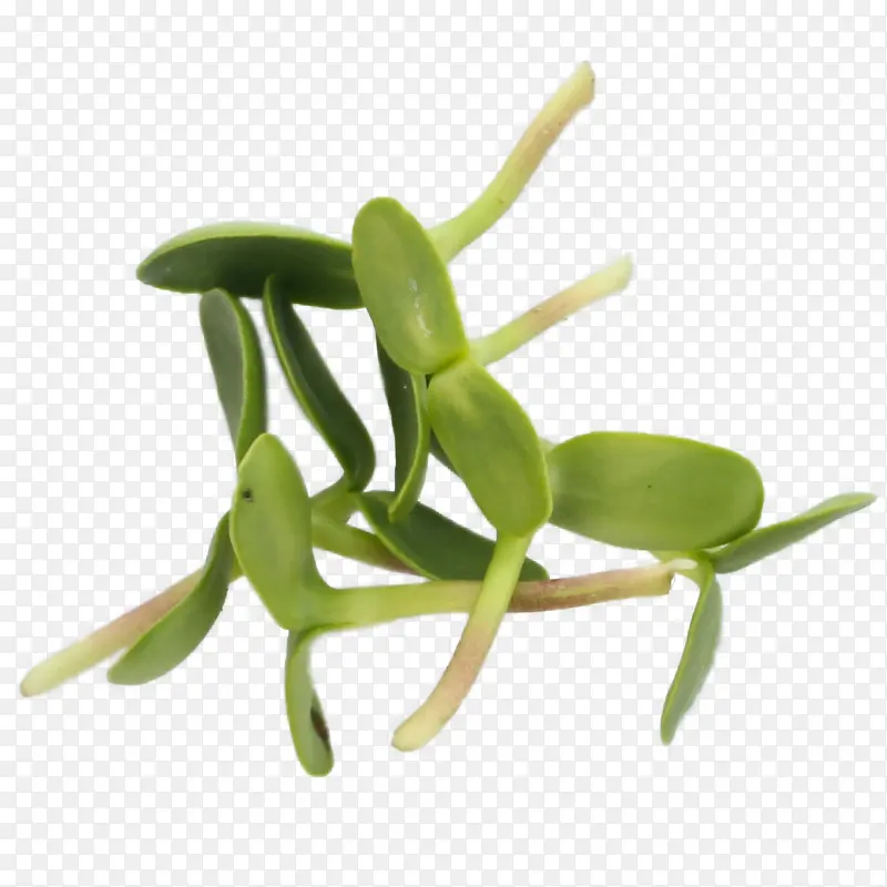 ֲ�ﾥ ���� ֲ��-������