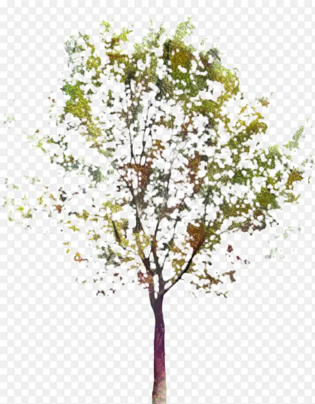 ��֦ ֲ�ﾥ Ҷ-������