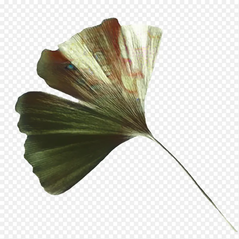 �滭 ��Ҷ ˮ�ʻ�-������