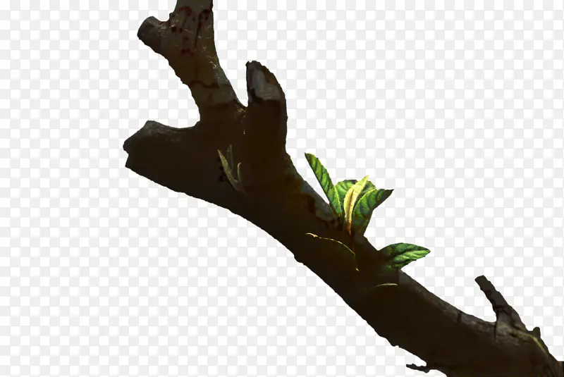 ��֦ ľͷ Ҷ��-������