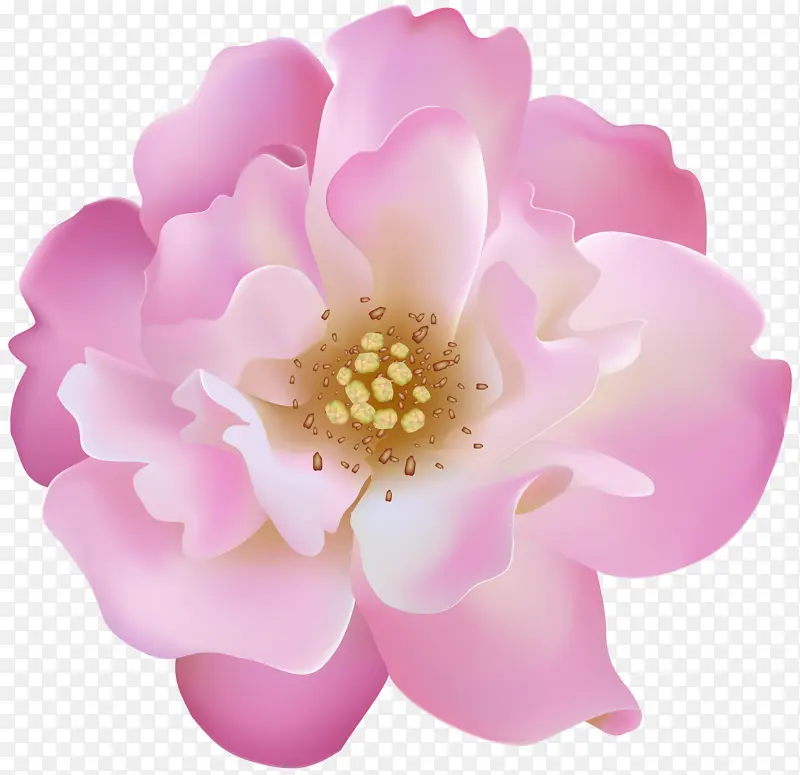 õ�� ���� ��ɫ-������