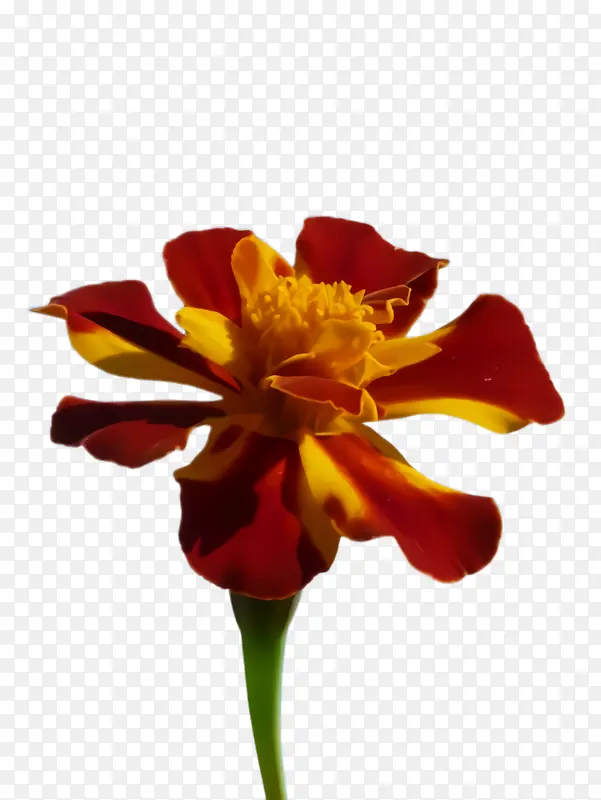 ���پ� ���� ��-������