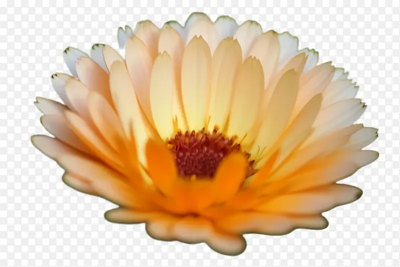 ���پ� ���� ����-������