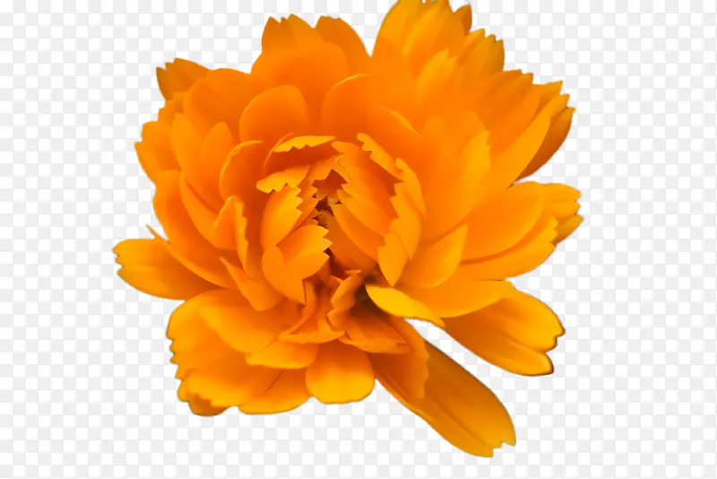 ���پ� ���� ��-������